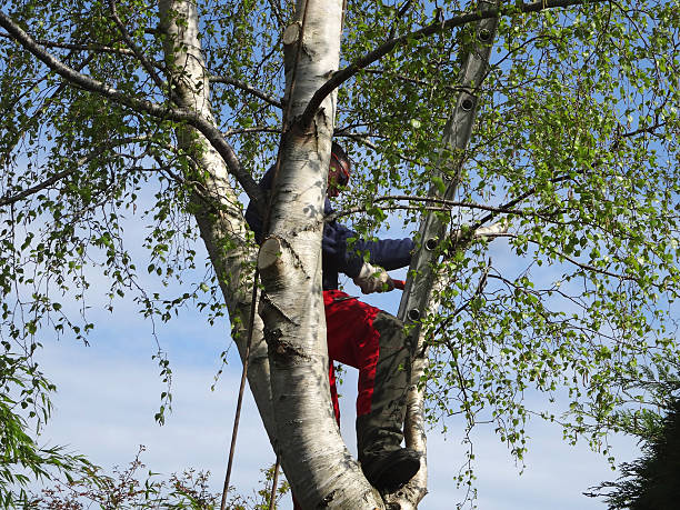 Leaf Removal in Watertown Town, MA